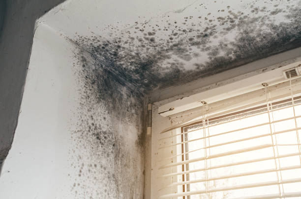 Affordable Attic Mold Remediation solutions in Cross Junction, VA