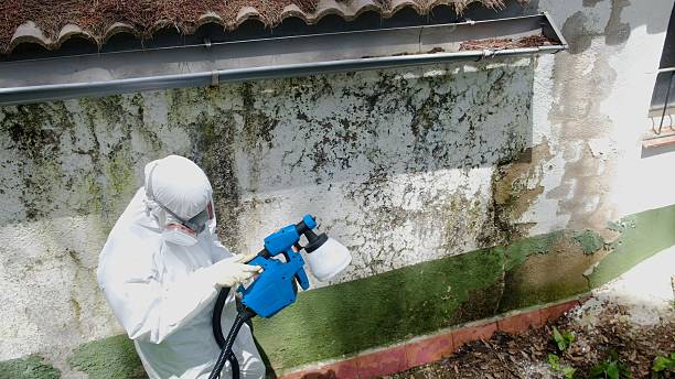 Top rated local Attic Mold Remediation specialists in Cross Junction, VA